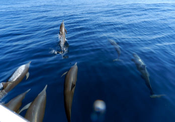 Dolphins chasing the boat.
