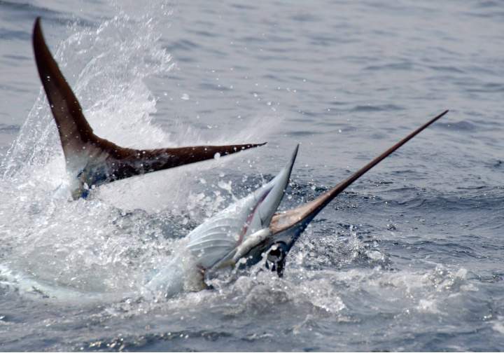  Great picture of Guatemala sailfish fighting like crazy.
