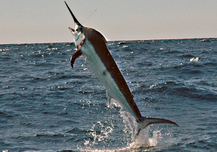 We often see blue marlin crash our sailfish lines.