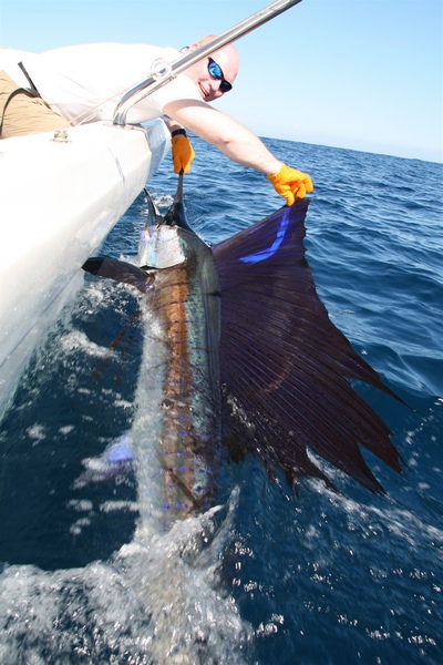 Incredible picture of a lit up Guatemala sailfish.