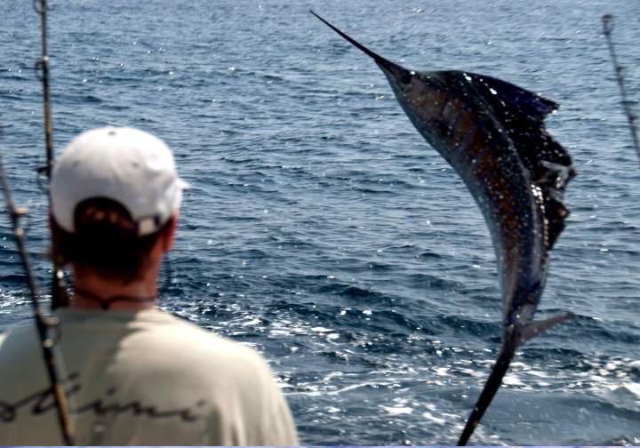 This big sailfish jumped right off the transom.
