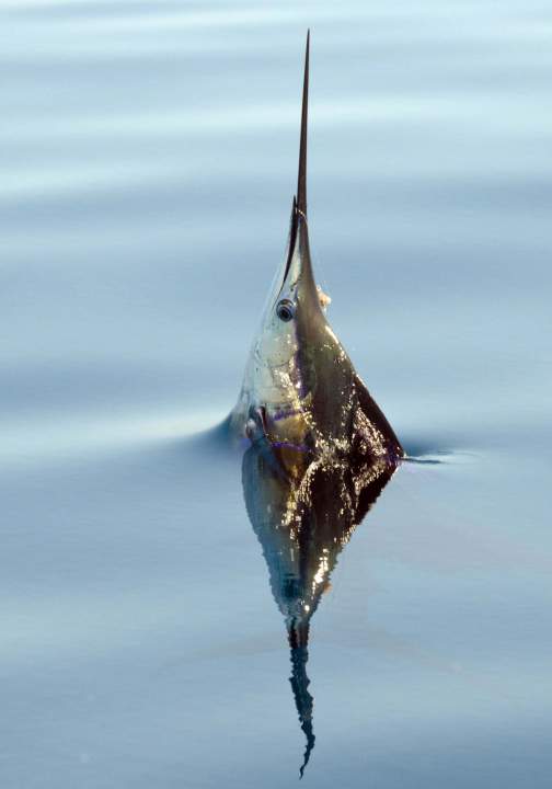 Guatemala sailfishing waters are often extremely calm.