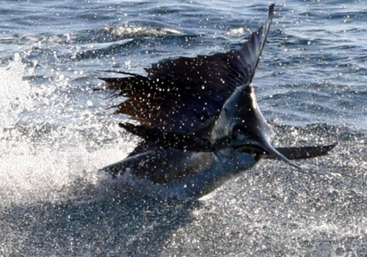 This sailfish doesn't look happy about our interrupting his day.
