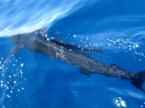 Guatamalan Pacific Sailfish