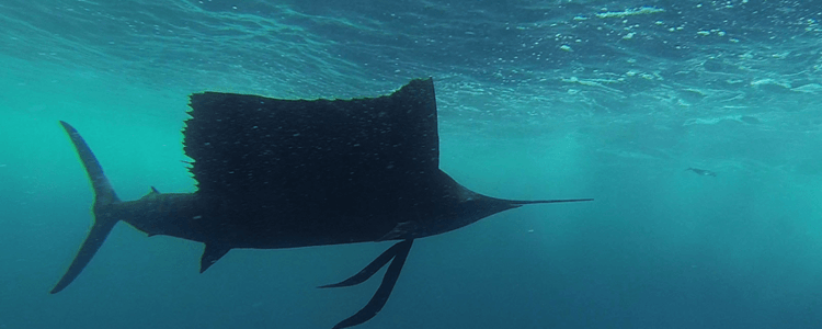 Underwater view of sailfish attacking a trolled Panamax ballyhoo.