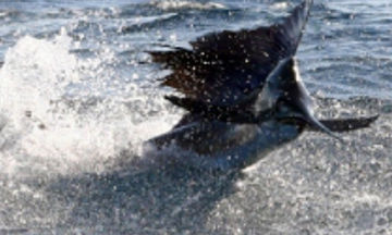 Catching Guatemala sailfish.