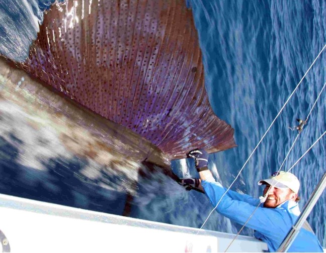 Beautiful sailfish boatside.Image