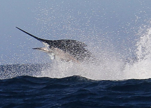 Aerial sailfish display.