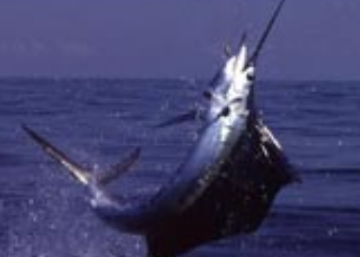 Distant shot of jumping sailfish.