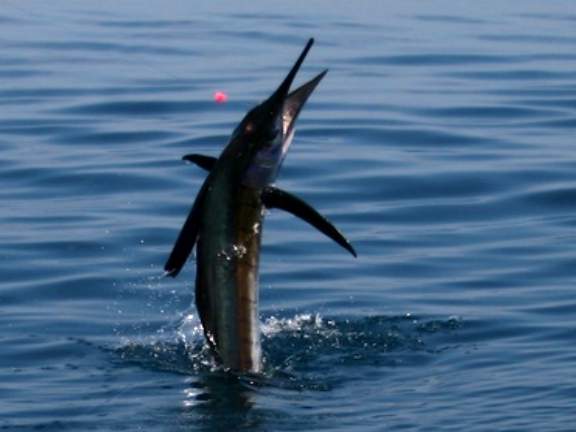 This sailfish was the snub nose variety.