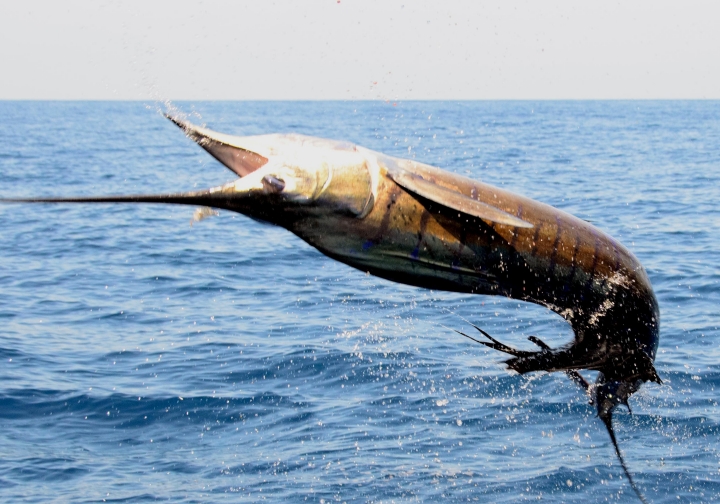 Pacific sailfish grow much larger than Atlantic sails.