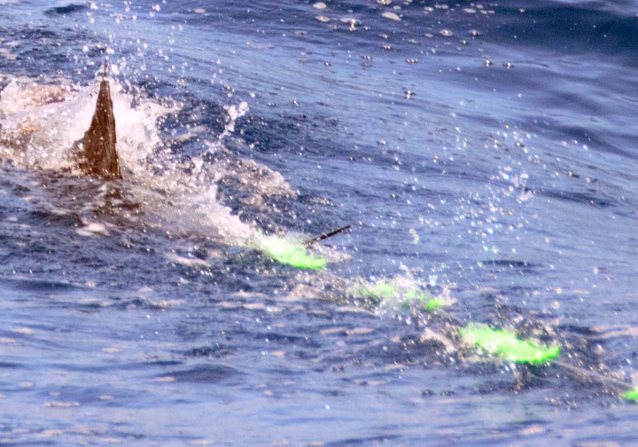 Blue marlin crashes a daisy chain teaser.