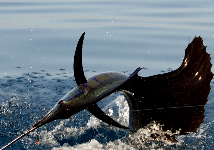 Awesome high res shot of colorful Guatemala sailfish.