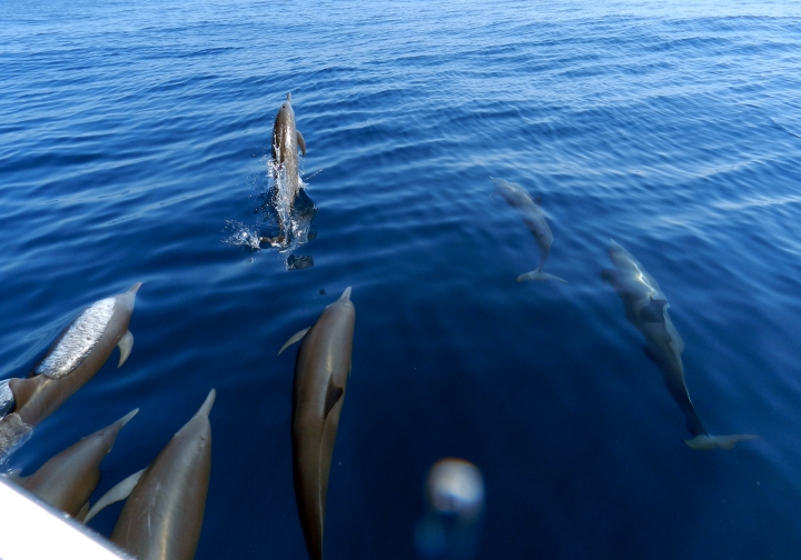 Sailfishing on the Que Vela! in Guatemala.