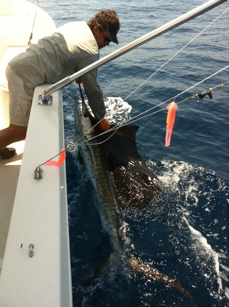  Sailfishing on the Que Vela! in Guatemala.