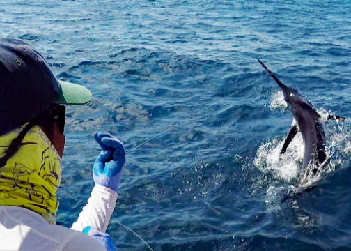 Jumping sailfish.