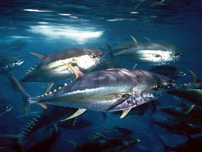 yellowfin tuna